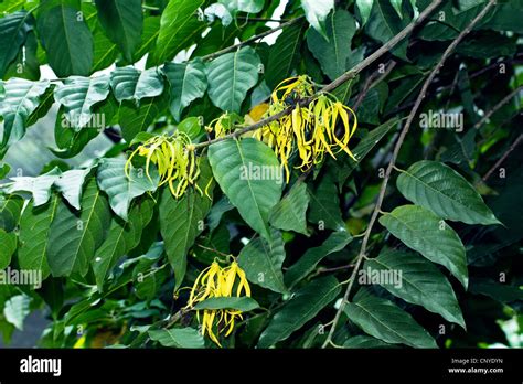 dadiangas tree|Cananga odorata .